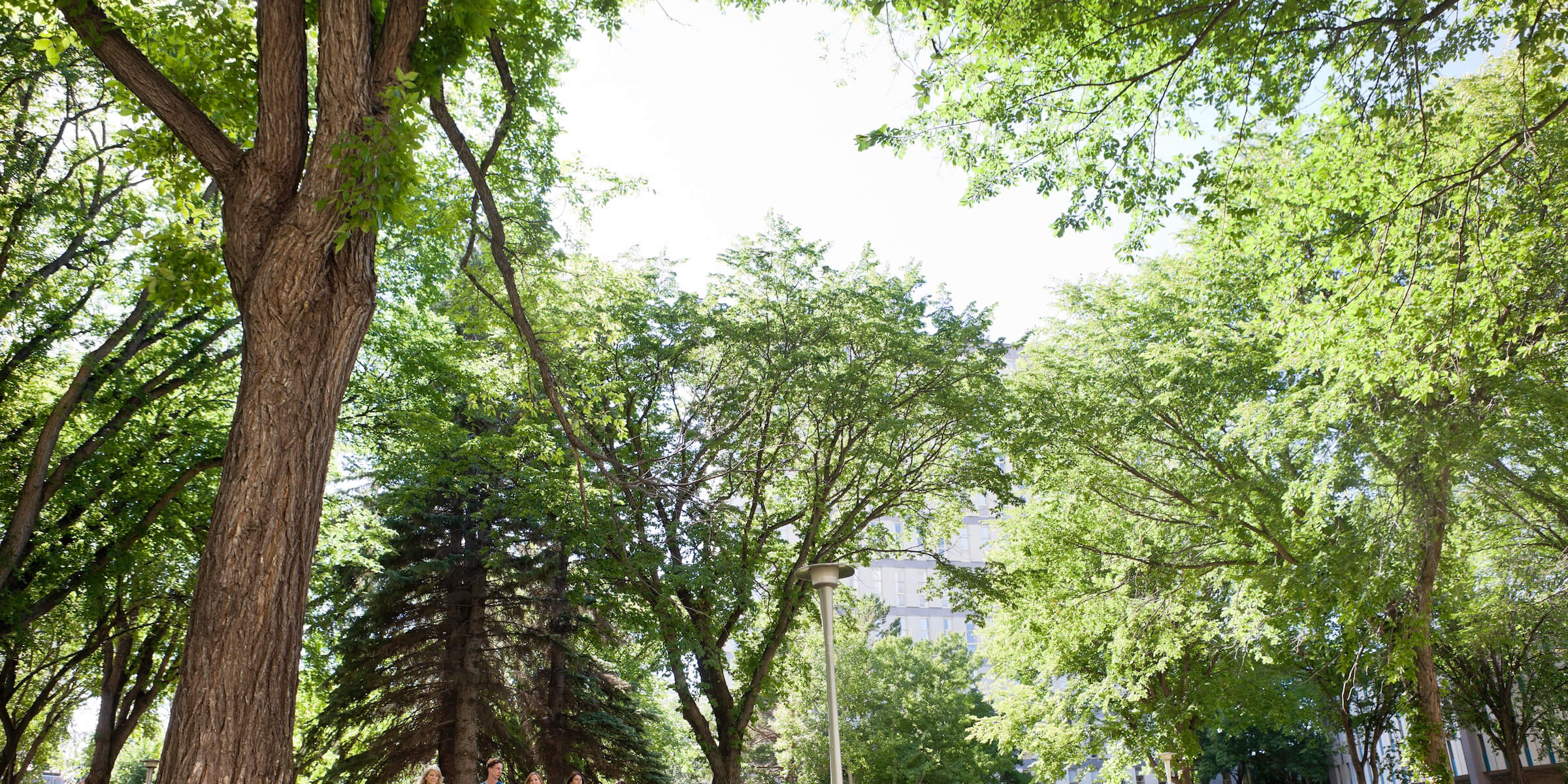 trees surrounding a campus building